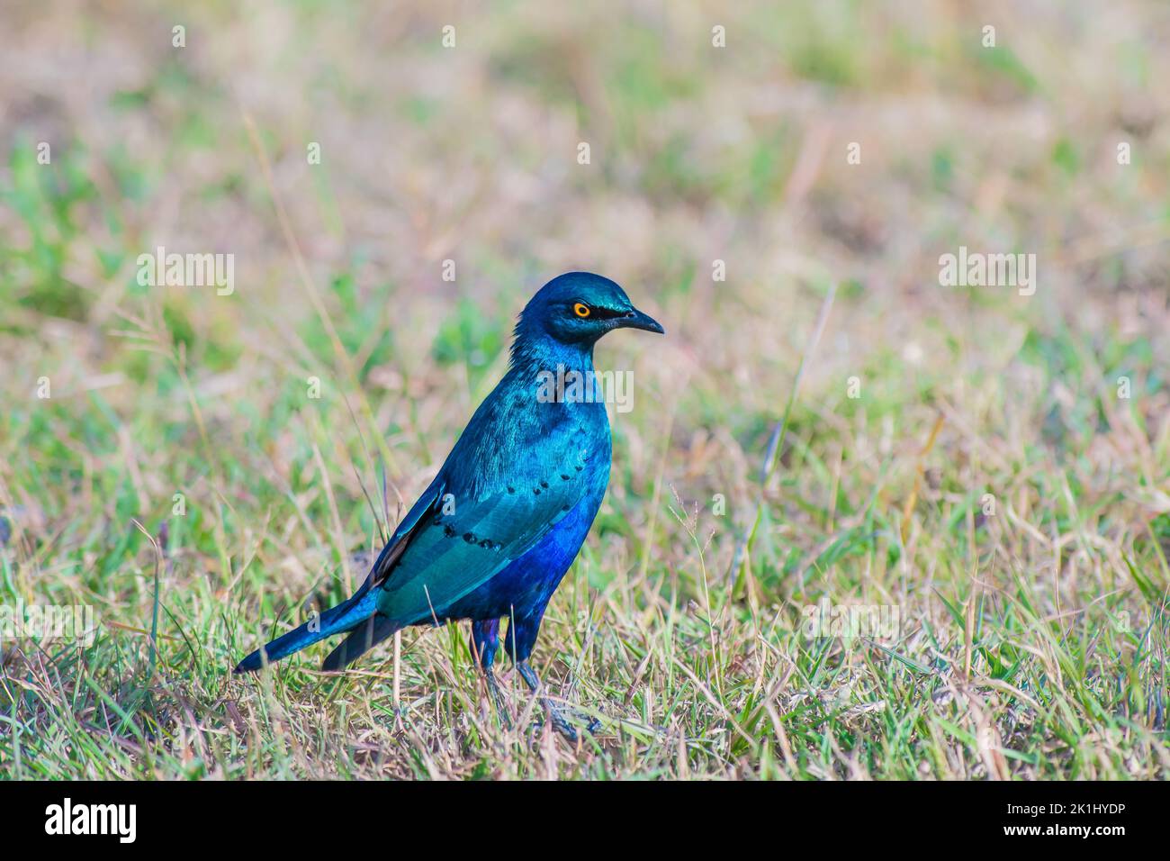 Greater Blue Eared Starling perched on the ground Stock Photo