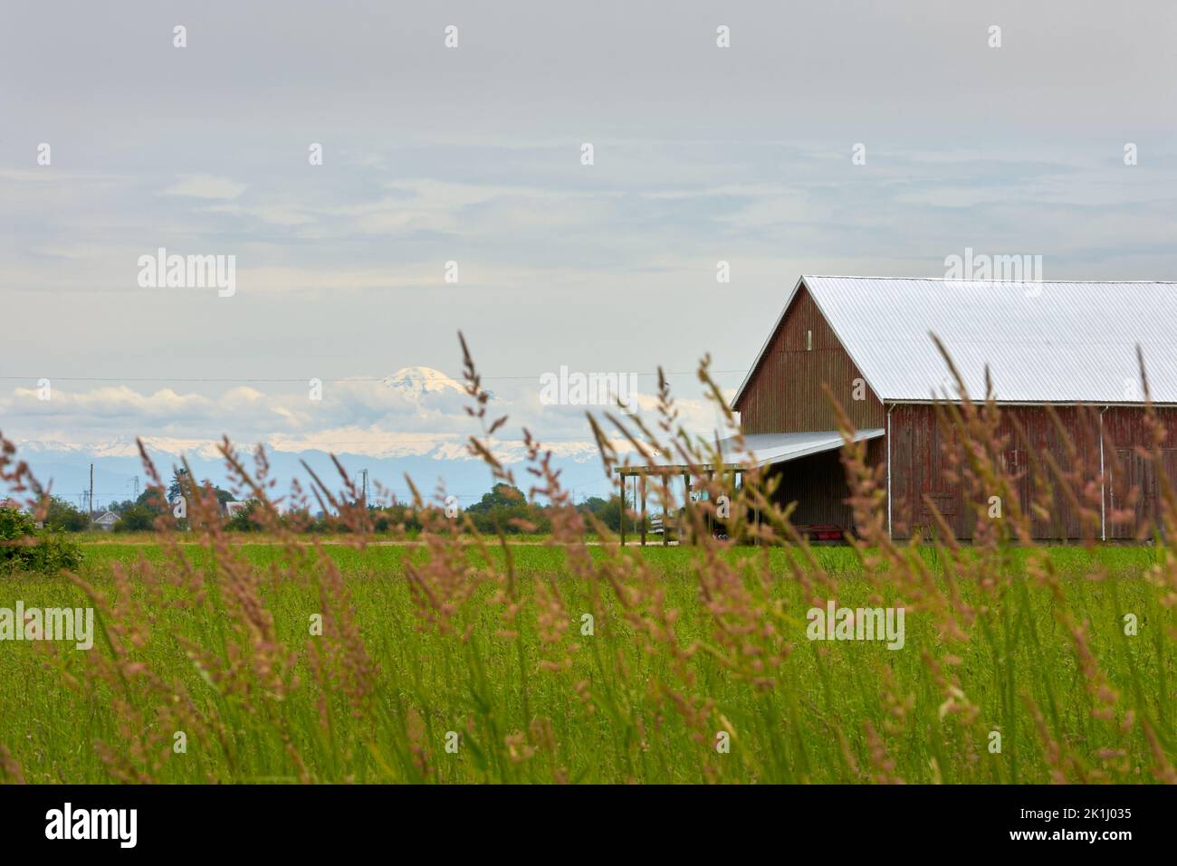 Mount Baker View in Delta BC. Mt. Baker rising in the background of a wheat field and barn in Delta, BC. Stock Photo