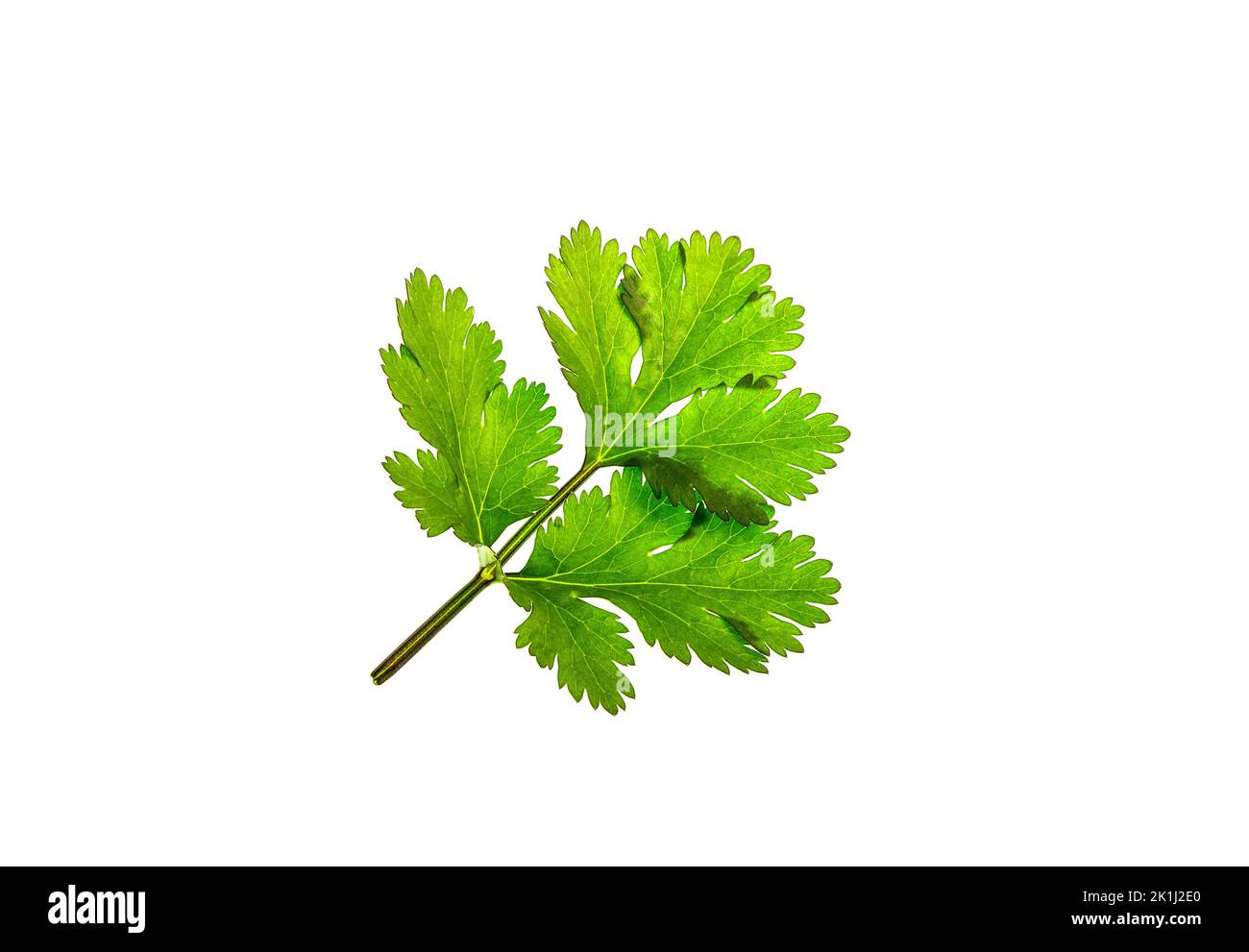 Fresh green cilantro leaf, Coriandrum sativum, isolated on a white background Stock Photo