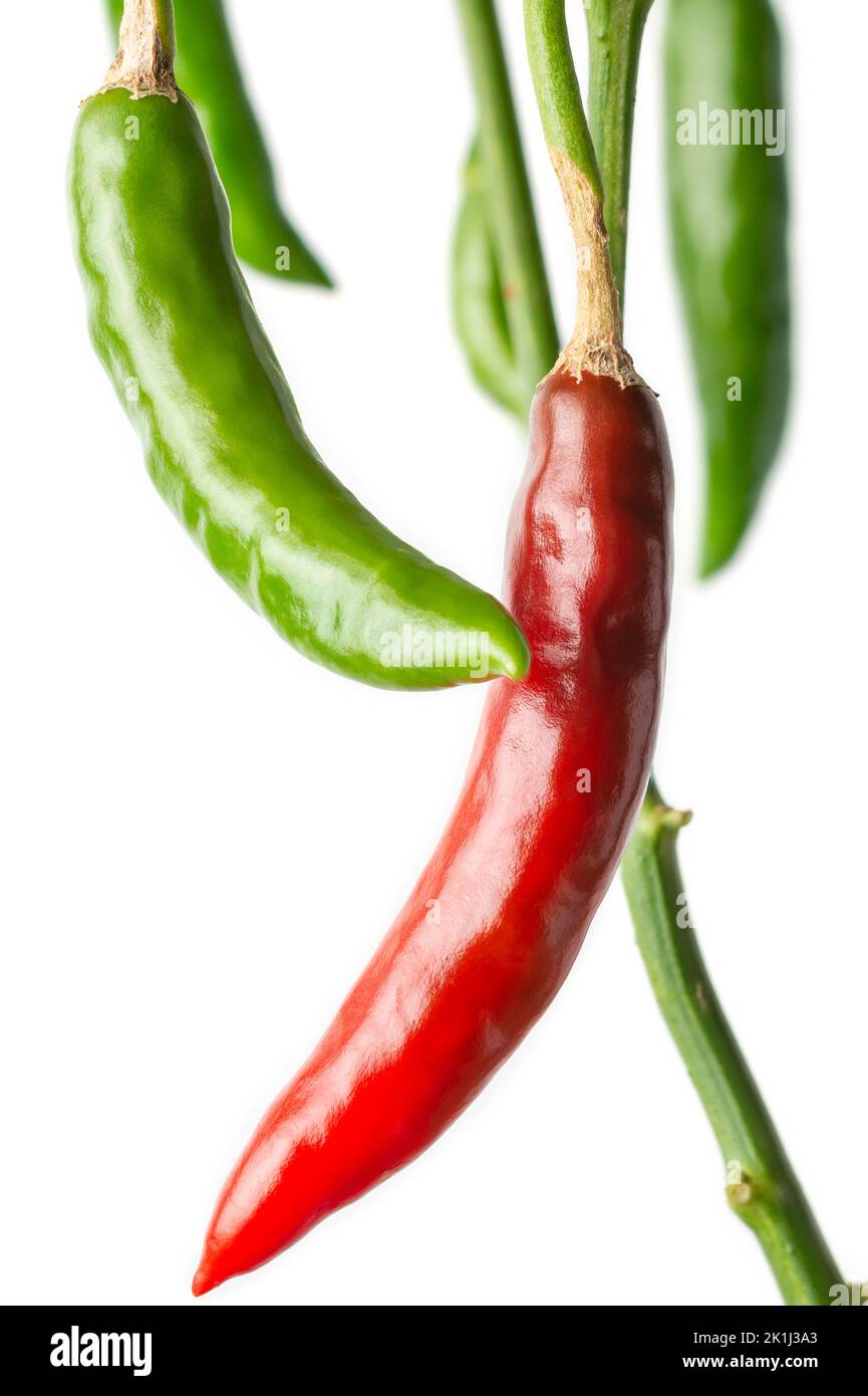 close-up of green and red chillies hanging in the plant, isolated on white background, ripe and unripe common vegetable used for their spicy taste Stock Photo