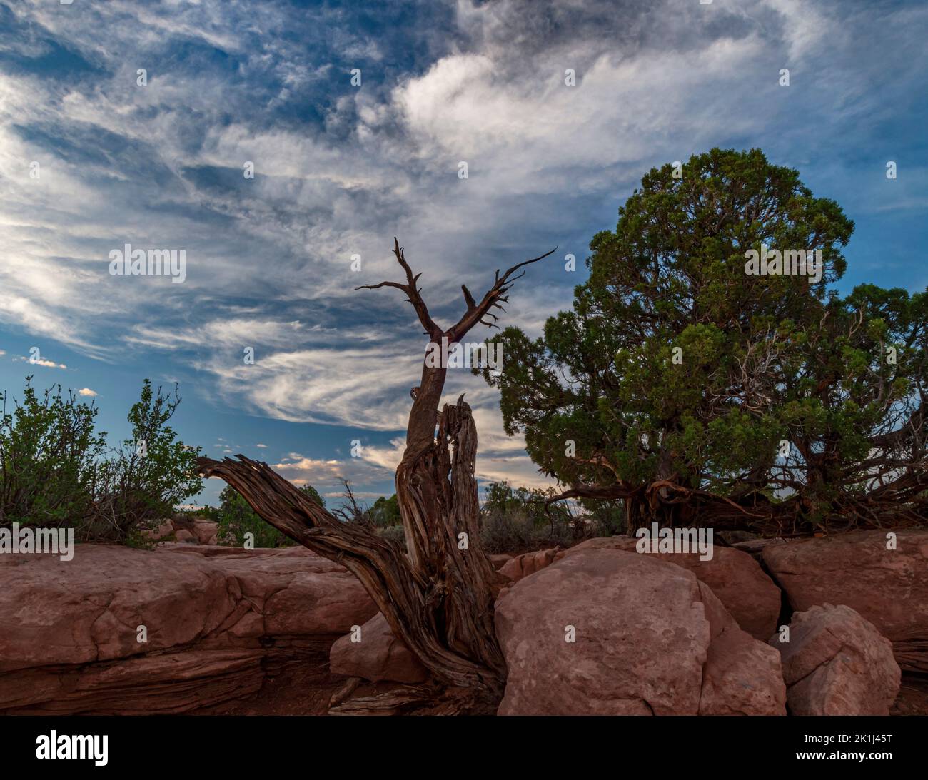 Pinyon Pine trees and a trunk line the edge of a canyon at Dead Horse Point State Park, San Juan County, Utah Stock Photo