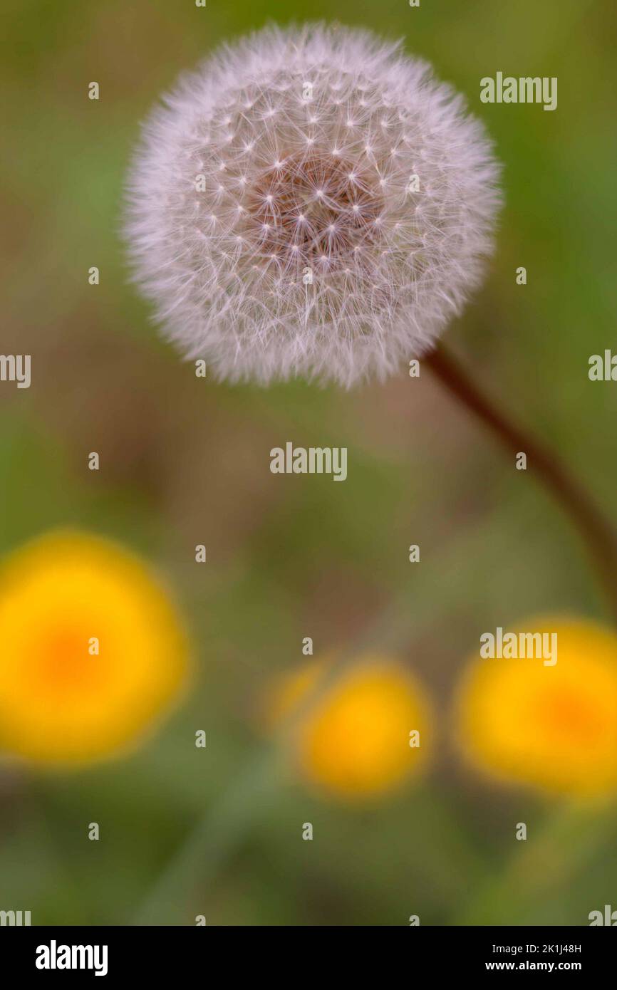 Common dandelion (Taraxacum officinale) seedhead often called a dandelion clock or blowball. Stock Photo