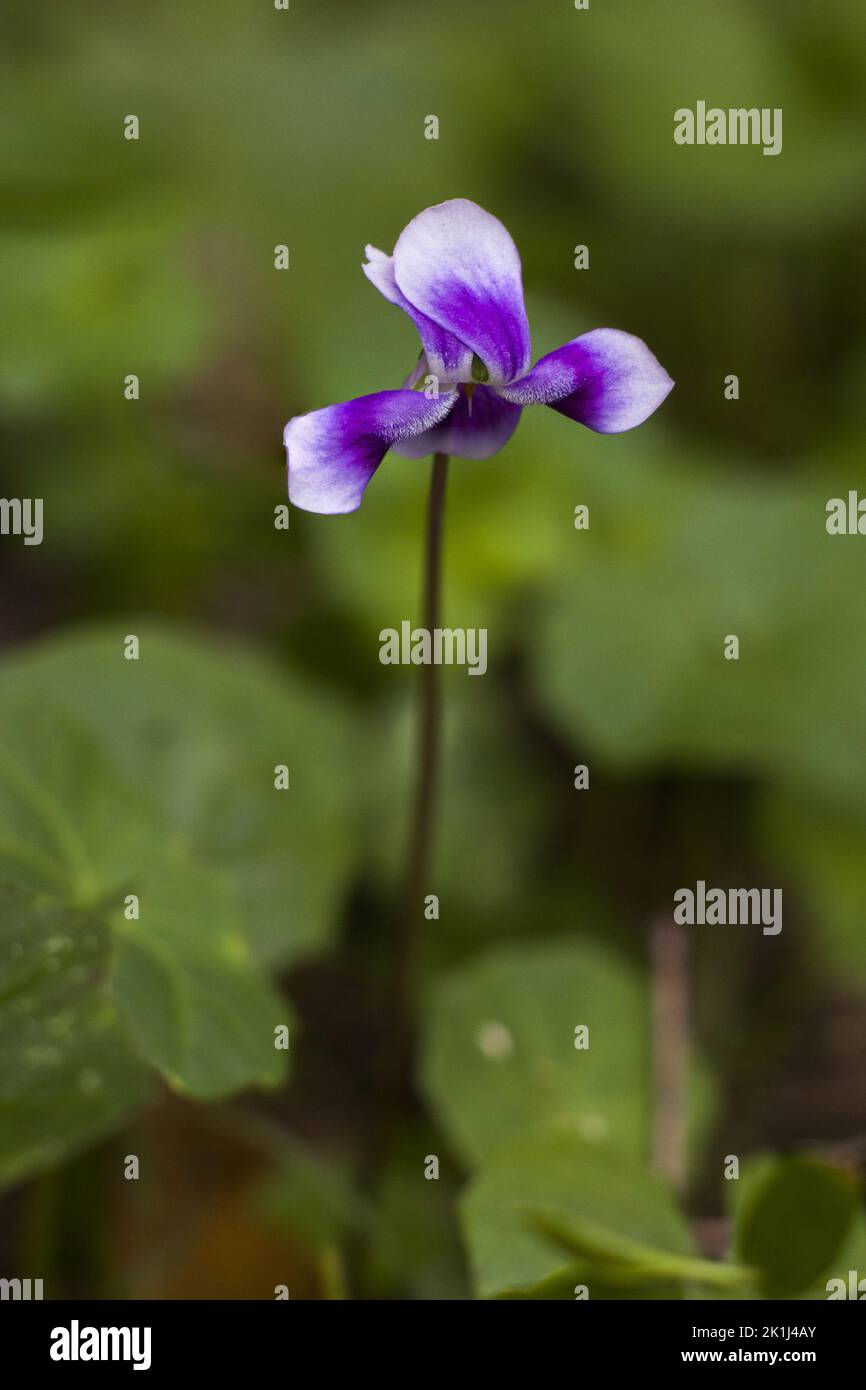 Australian violet (Viola sp.), a herbaceous perennial found in much of southern Australia. Stock Photo
