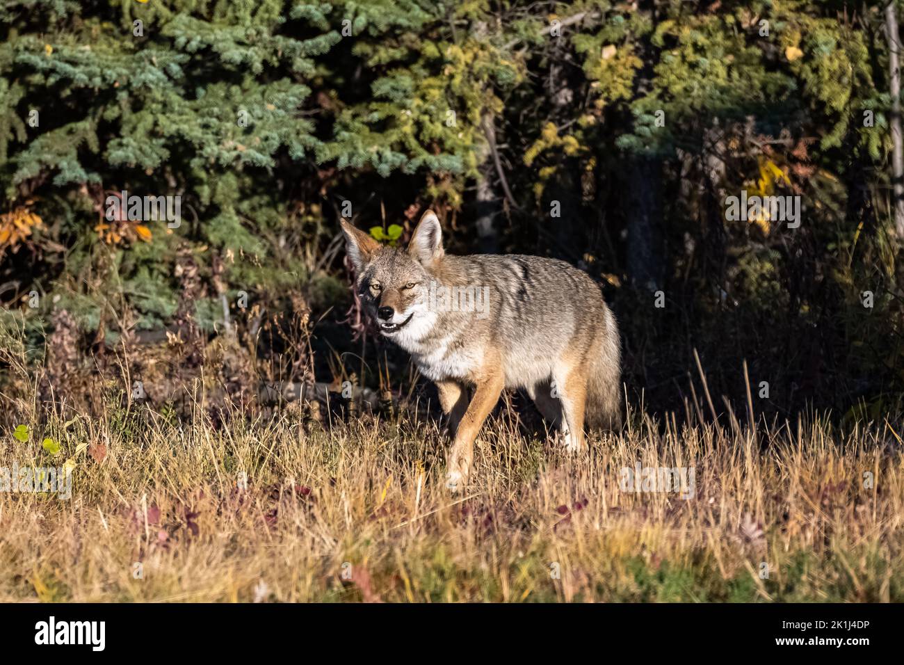 A coyote walking in the tundra in Yukon, beautiful wild animal Stock Photo