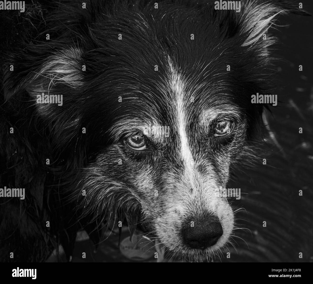 Border collie (Canis familiaris), an ageing individual with face expressing wisdom and tolerance. Stock Photo