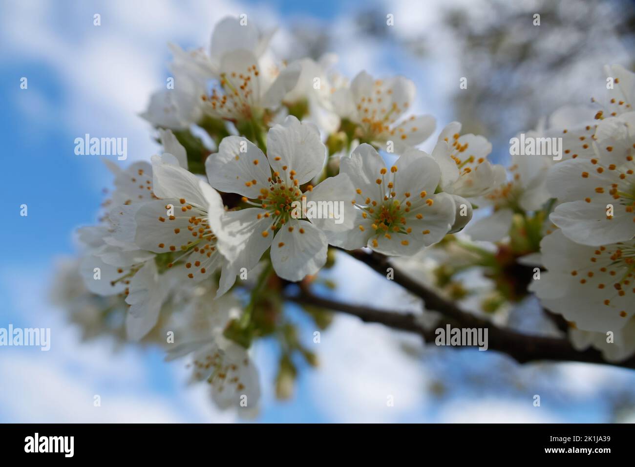 Cherry blossom and cloudy, blue sky Stock Photo