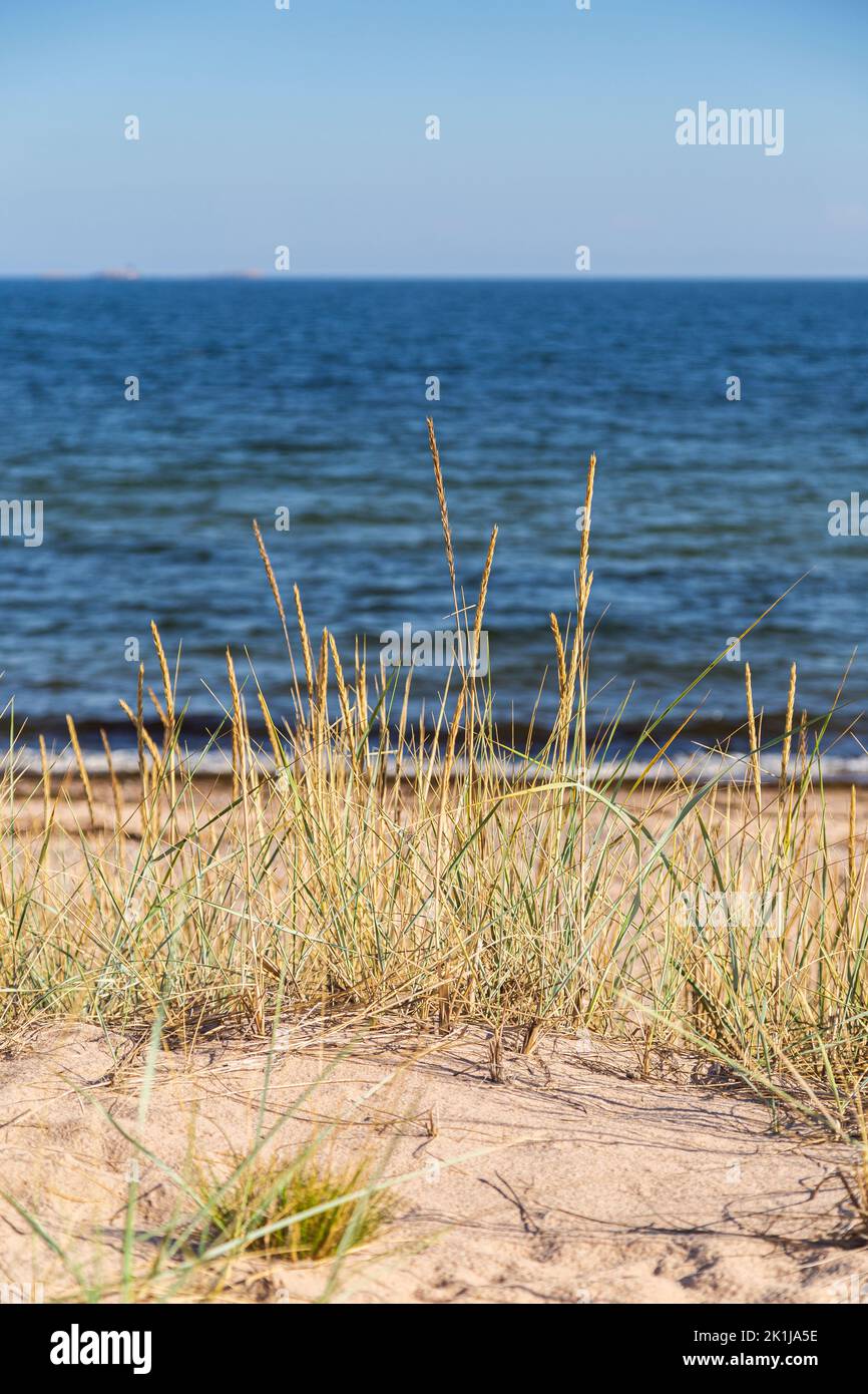 Grass or hay on a beach in Hanko, Finland, on a sunny day in the summer. Focus on the front, shallow depth of field. Stock Photo