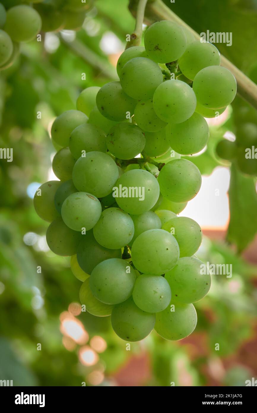 Bunch of grapes Stock Photo