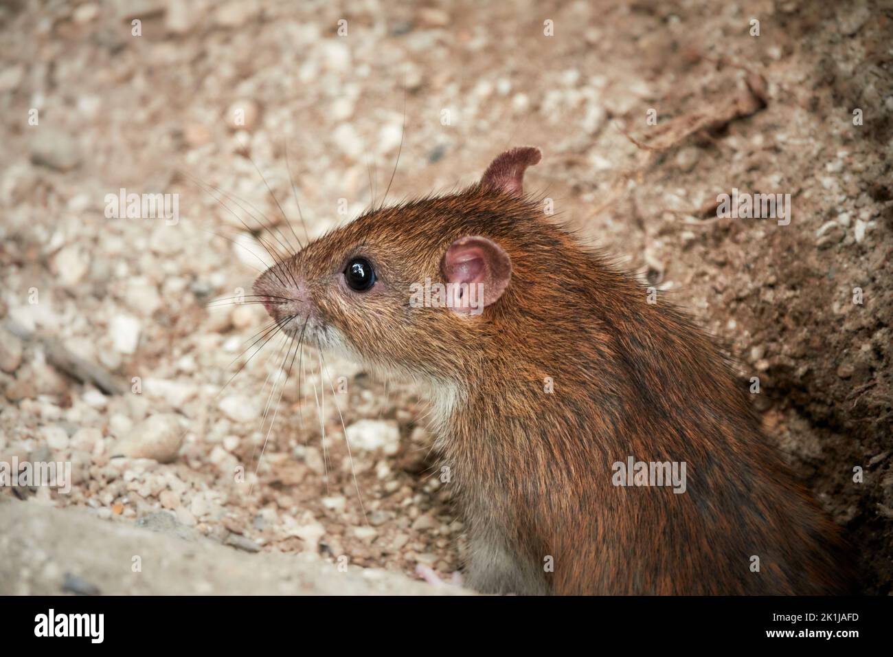 Brown rat looks out of its hole Stock Photo