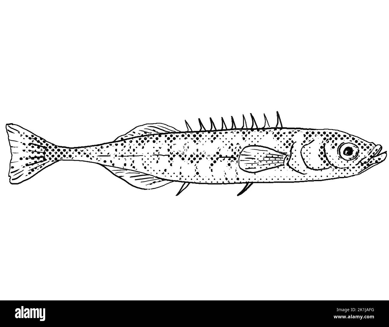 Cartoon style line drawing of a ninespine stickleback or Pungitius pungitius,  ten-spined stickleback  a freshwater fish endemic to North America with Stock Photo