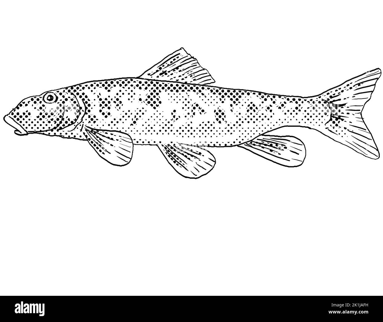 Cartoon style line drawing of a northern hogsucker or Hypentelium nigricans a freshwater fish endemic to North America with halftone dots shading on i Stock Photo