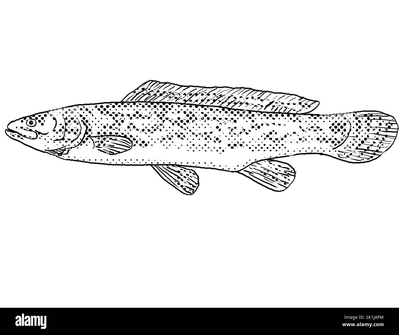 Choupique Cut Out Stock Images Pictures Alamy