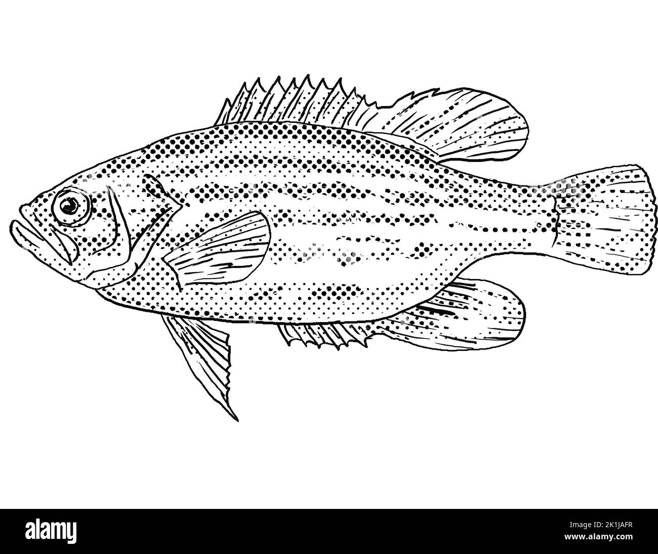 Cartoon style line drawing of a mud sunfish or Acantharchus pomotis a freshwater fish endemic to North America with halftone dots shading on isolated Stock Photo