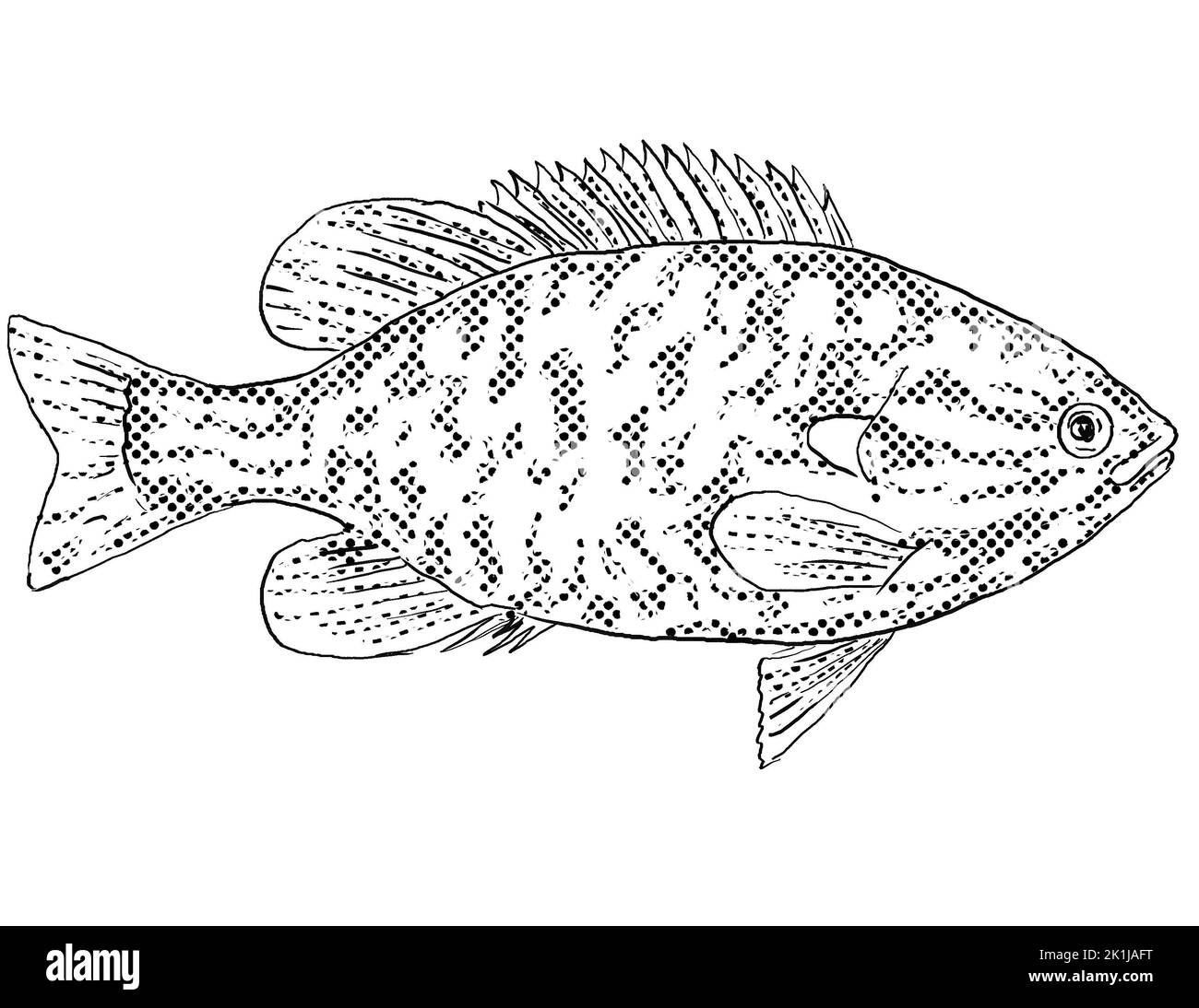 Cartoon style line drawing of a northern sunfish or Lepomis peltastes a freshwater fish endemic to North America with halftone dots shading on isolate Stock Photo