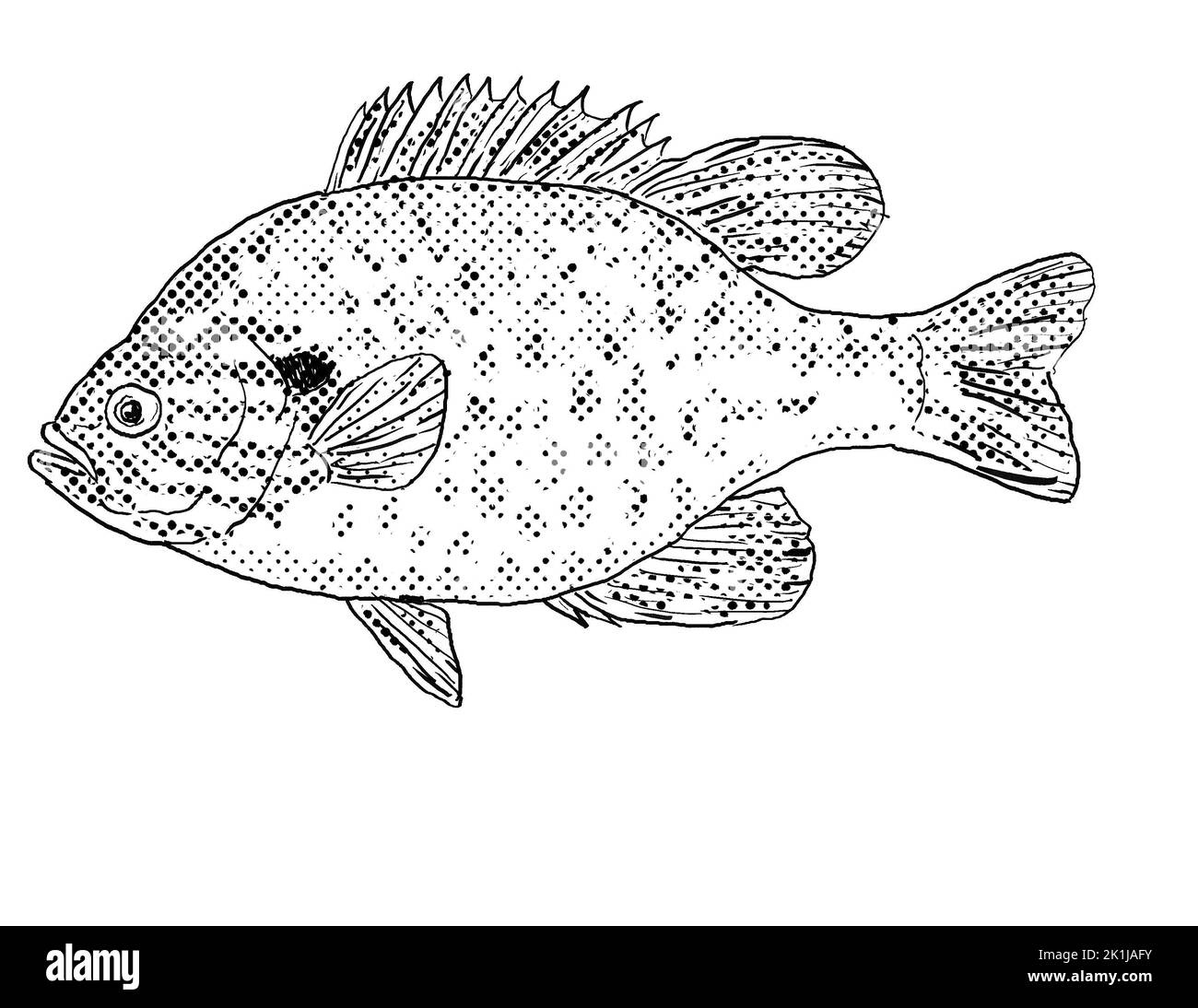 Cartoon style line drawing of a pumpkinseed x  bluegill sunfish,  Lepomis gibbosus x macrochirus,  hybrid sunfish or pumpkingill, a freshwater fish en Stock Photo
