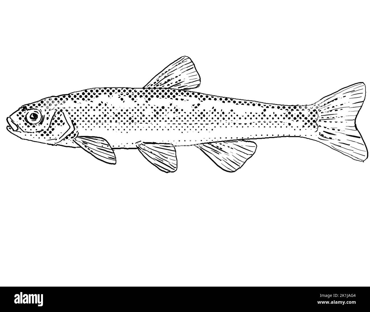 Cartoon style line drawing of a northern pearl dace or Margariscus nachtriebi a freshwater fish endemic to North America with halftone dots shading on Stock Photo