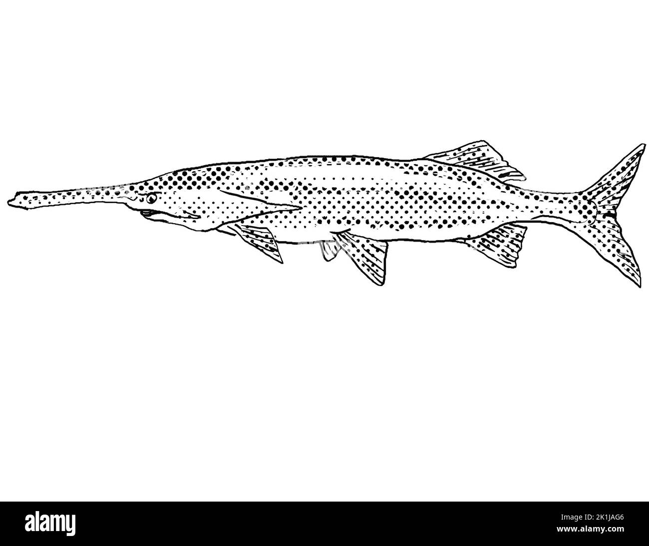 Cartoon style line drawing of an American Paddlefish or family Polyodontidae  a freshwater fish endemic to North America with halftone dots shading on Stock Photo