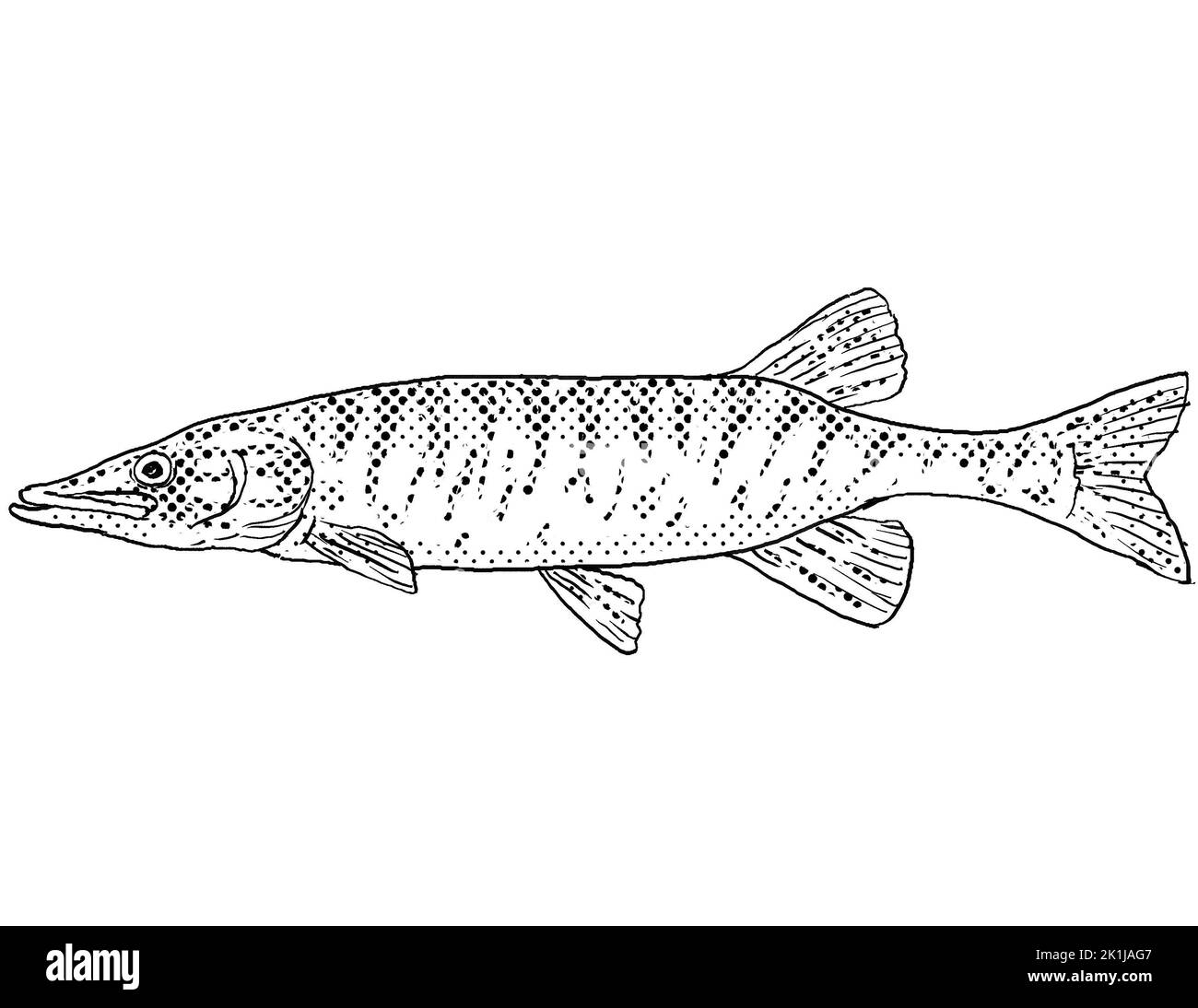 Cartoon style line drawing of a redfin pickerel or Esox americanus