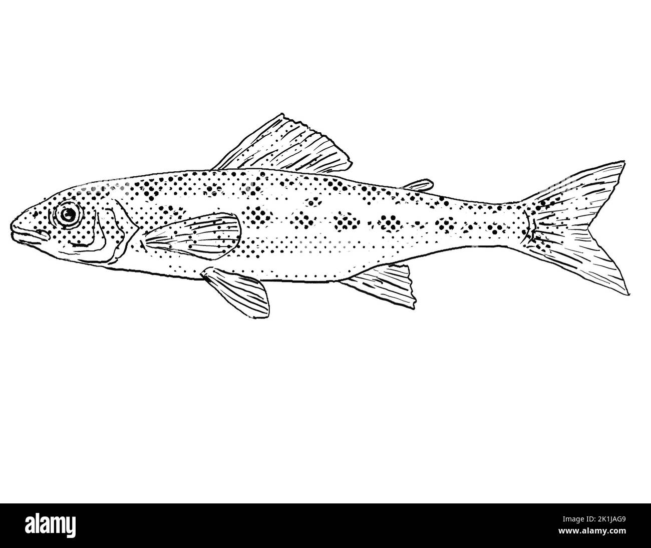 Cartoon style line drawing of a Percopsis omiscomaycus or trout-perch, grounder or sand minnow a freshwater fish endemic to North America with halfton Stock Photo