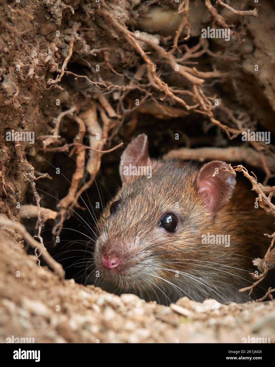 Brown rat looks out of its hole Stock Photo