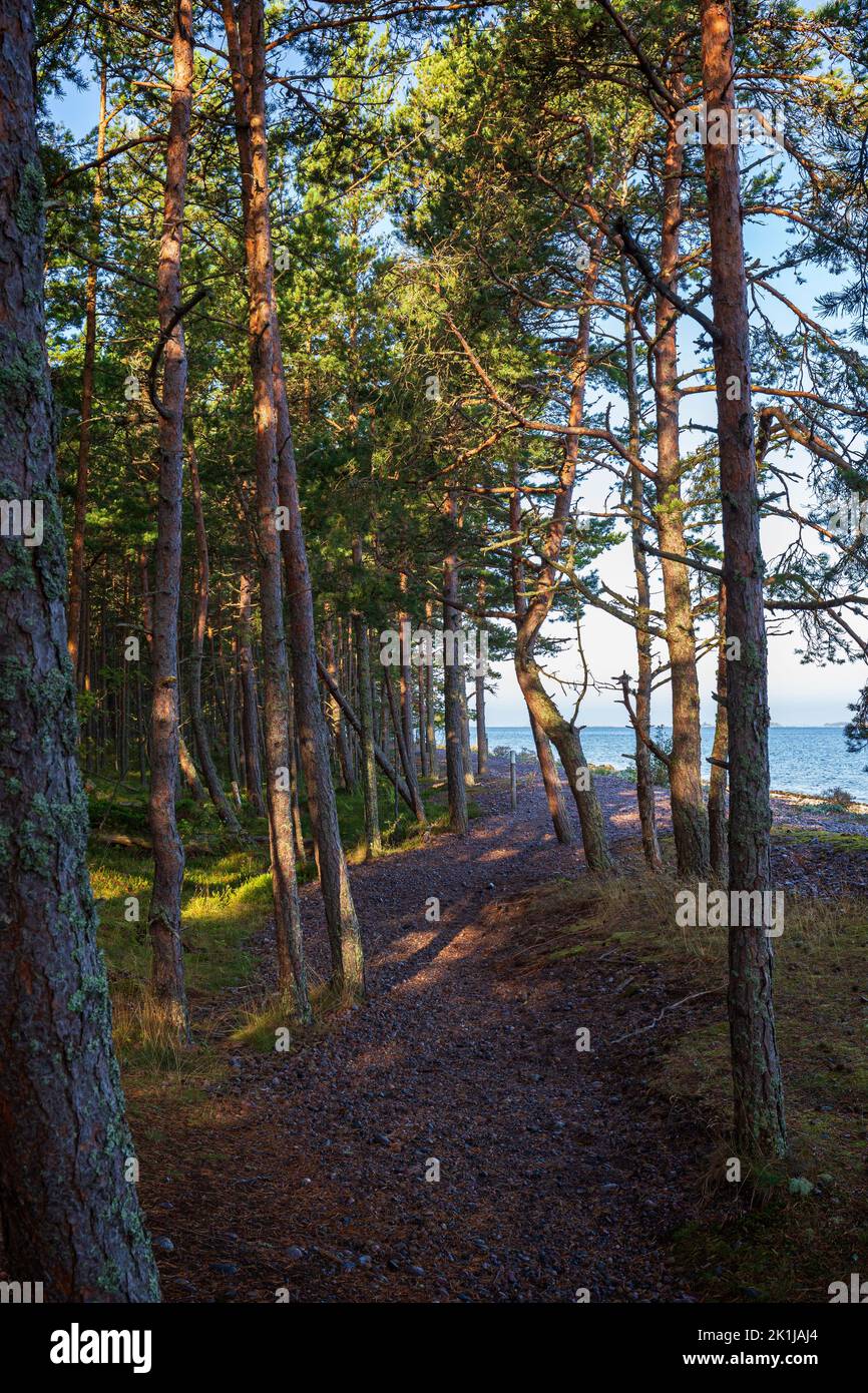 Footpath in a lush forest next to the sea along the Tulliniemi nature trail in Hanko, Finland, on a sunny day in the summer. Stock Photo