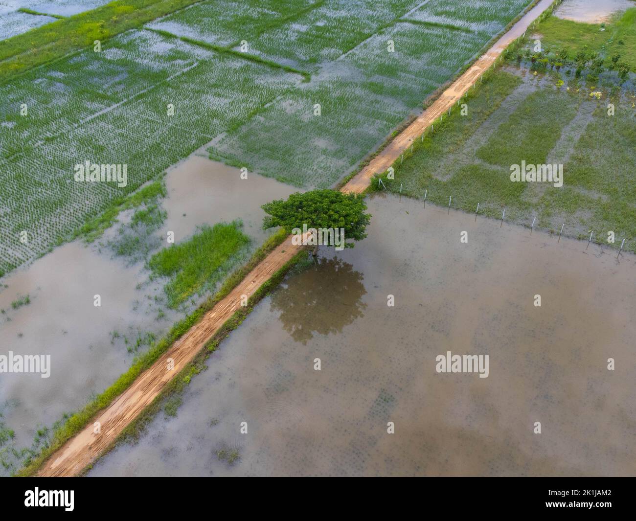 Aerial view of rice fields or agricultural areas affected by rainy