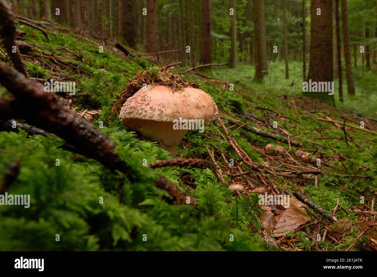 Blusher mushroom (Amanita) on the forest floor Stock Photo