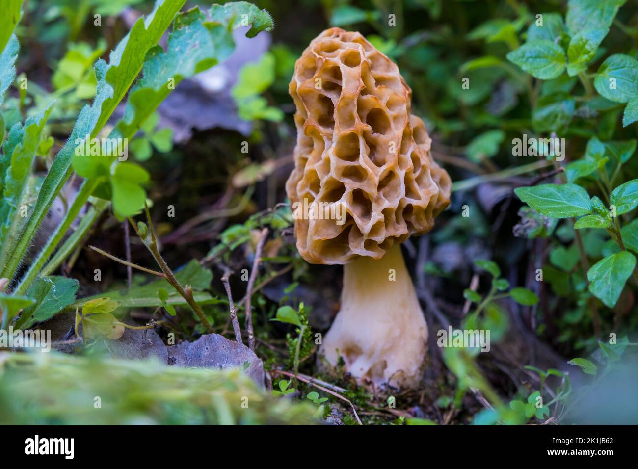 Edible mushrooms. Common morel fungus (Morchella esculenta). Spring