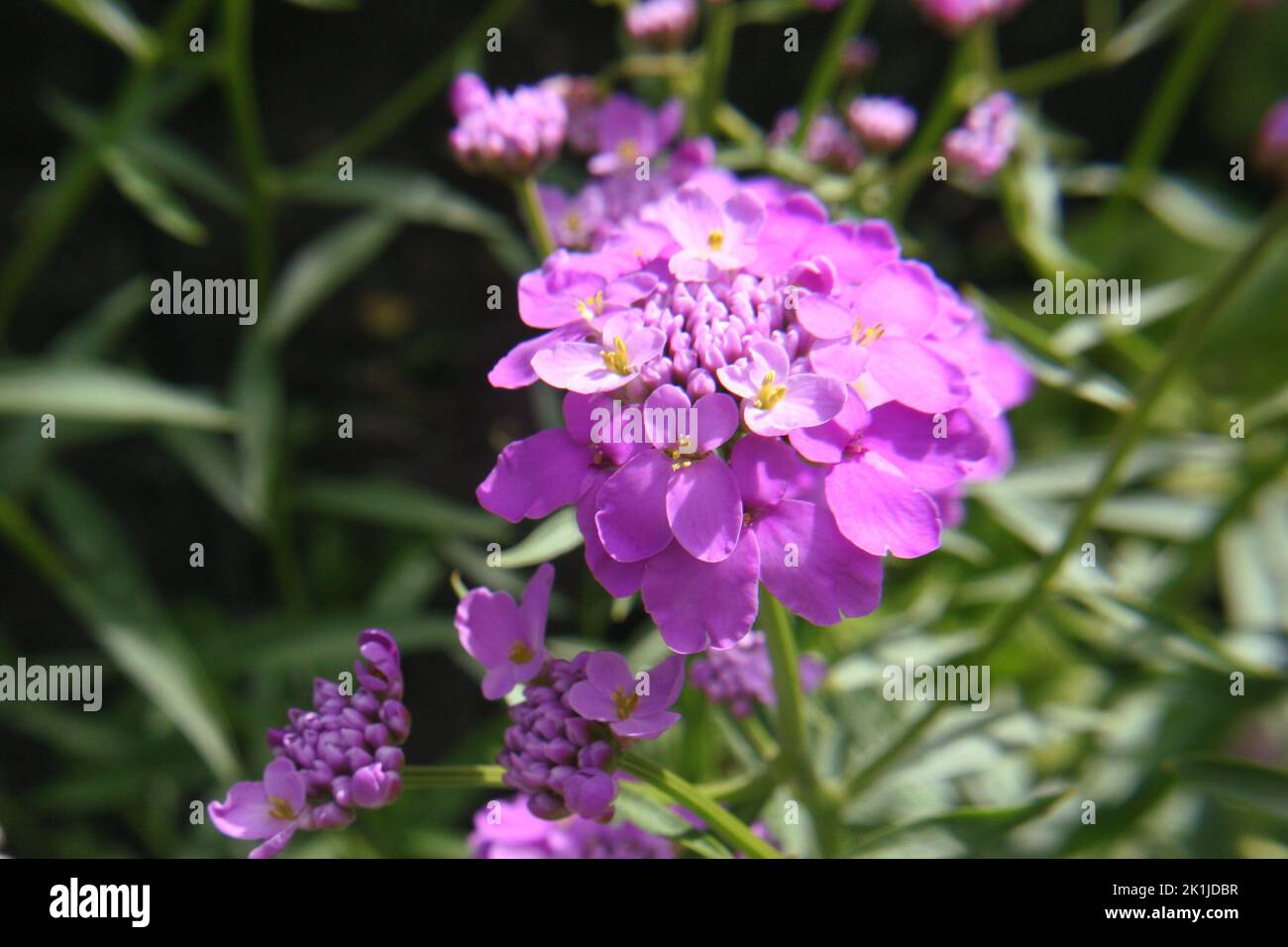 Purple flowers of wild candytuft or rocket candytuft or bitter ...