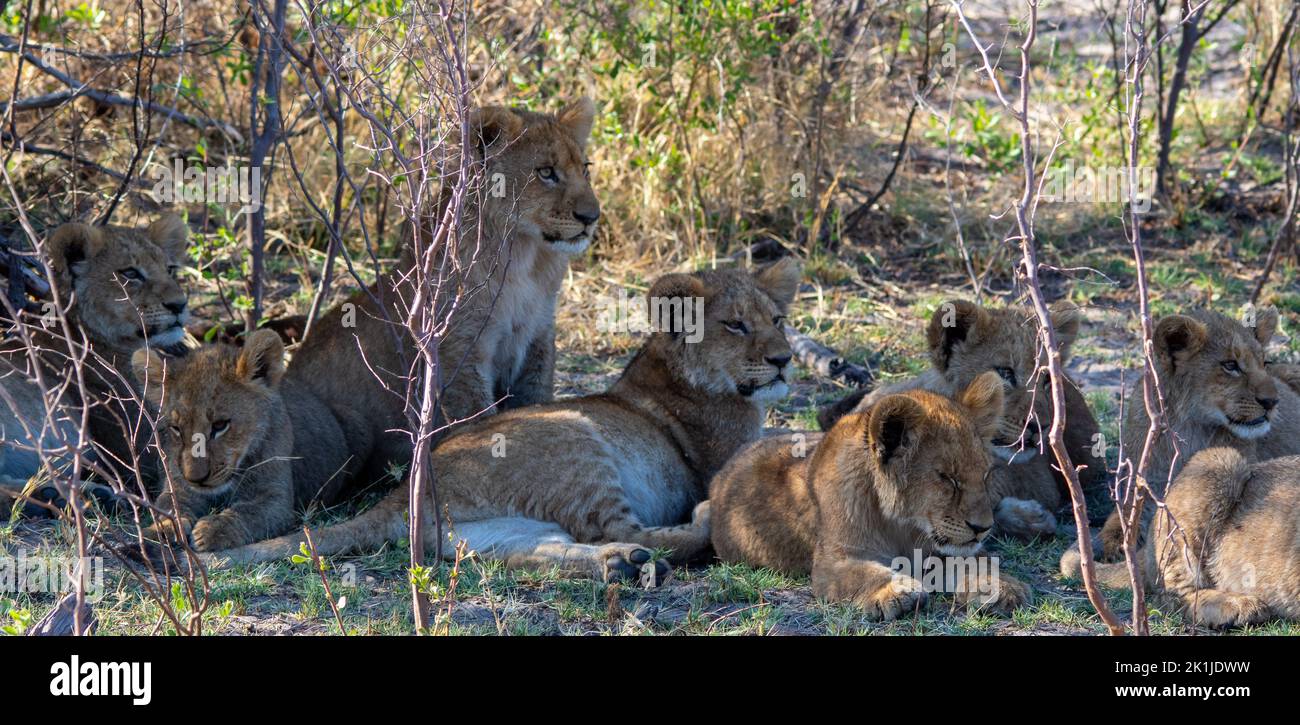 A family group of African lion cubs rest in the shade of a bush Stock