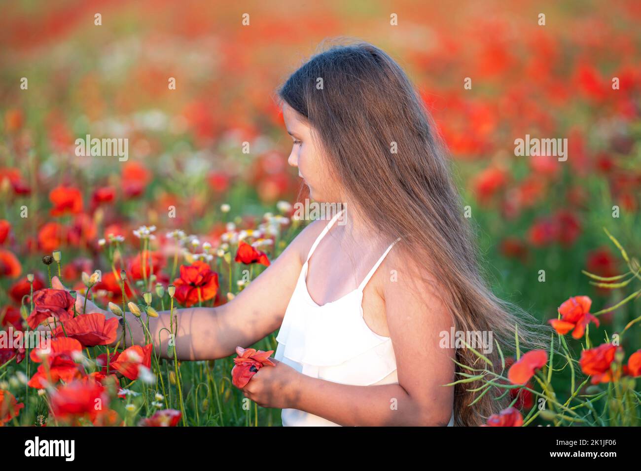 pretty little girl wearing white dress in summer blooming poppy field ...