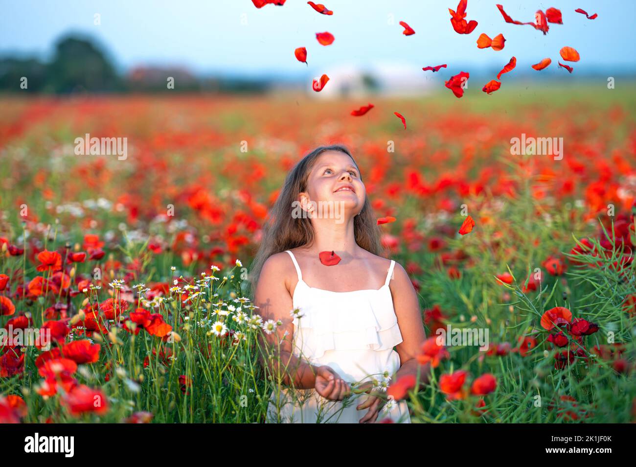 pretty little girl wearing white dress in summer blooming poppy field ...