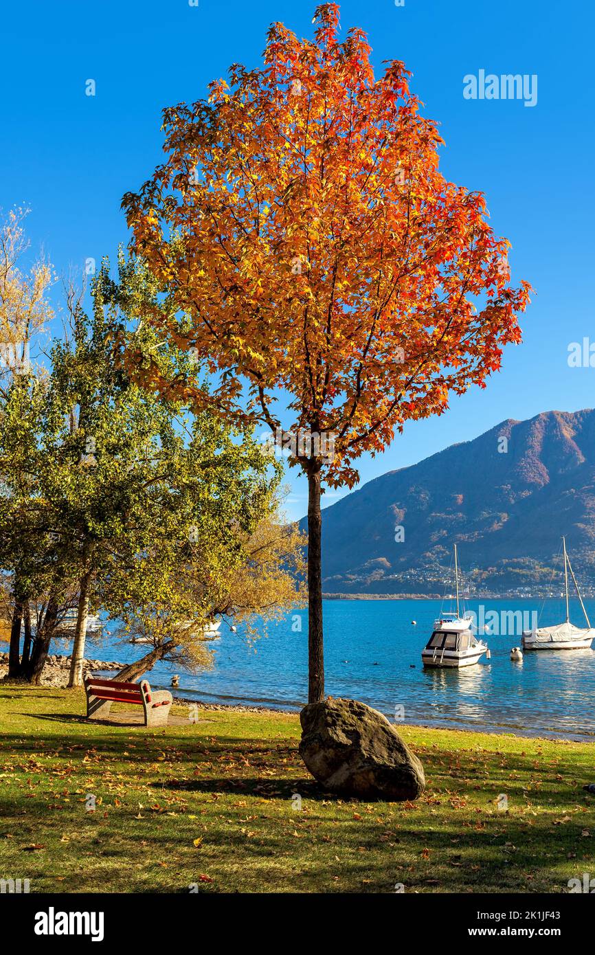 Tree with colorful autumnal foliage under blue sky on the shore of Lake Maggiore in Locarno, Switzerland. Stock Photo