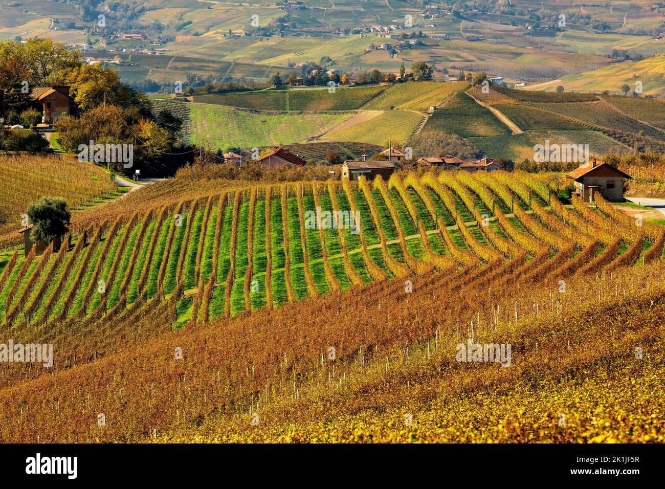 View of colorful autumnal vineyards grow in a row on the hills of Langhe in Piedmont, Northern Italy. Stock Photo