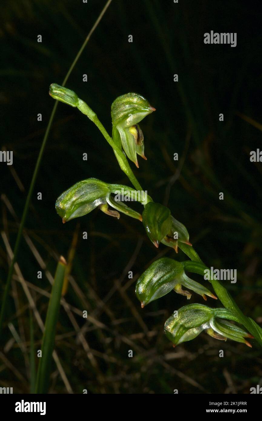 Tall Greenhood orchids (Pterostylis Longifolia) are not usually all that tall - this specimen was the tallest I've ever seen - around 45 cms. Stock Photo