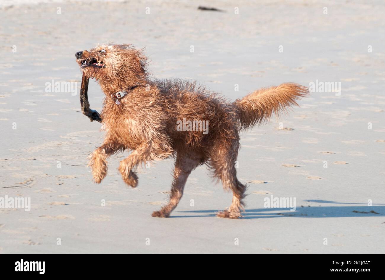 Dog fetching a stick, Inverloch Beach, Victoria, Australia Stock Photo
