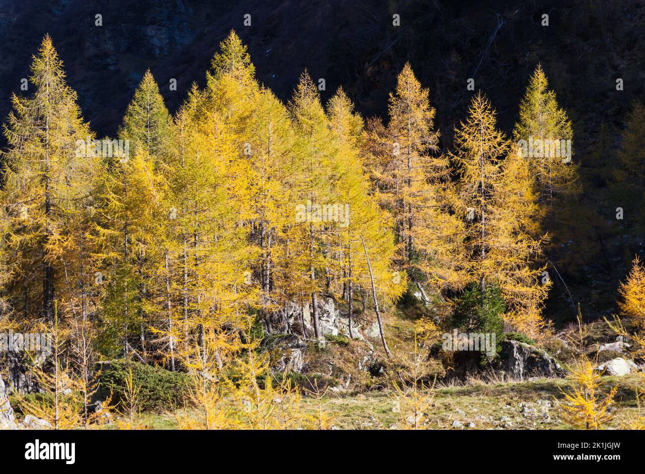 Larch trees in fall colour hi-res stock photography and images - Alamy