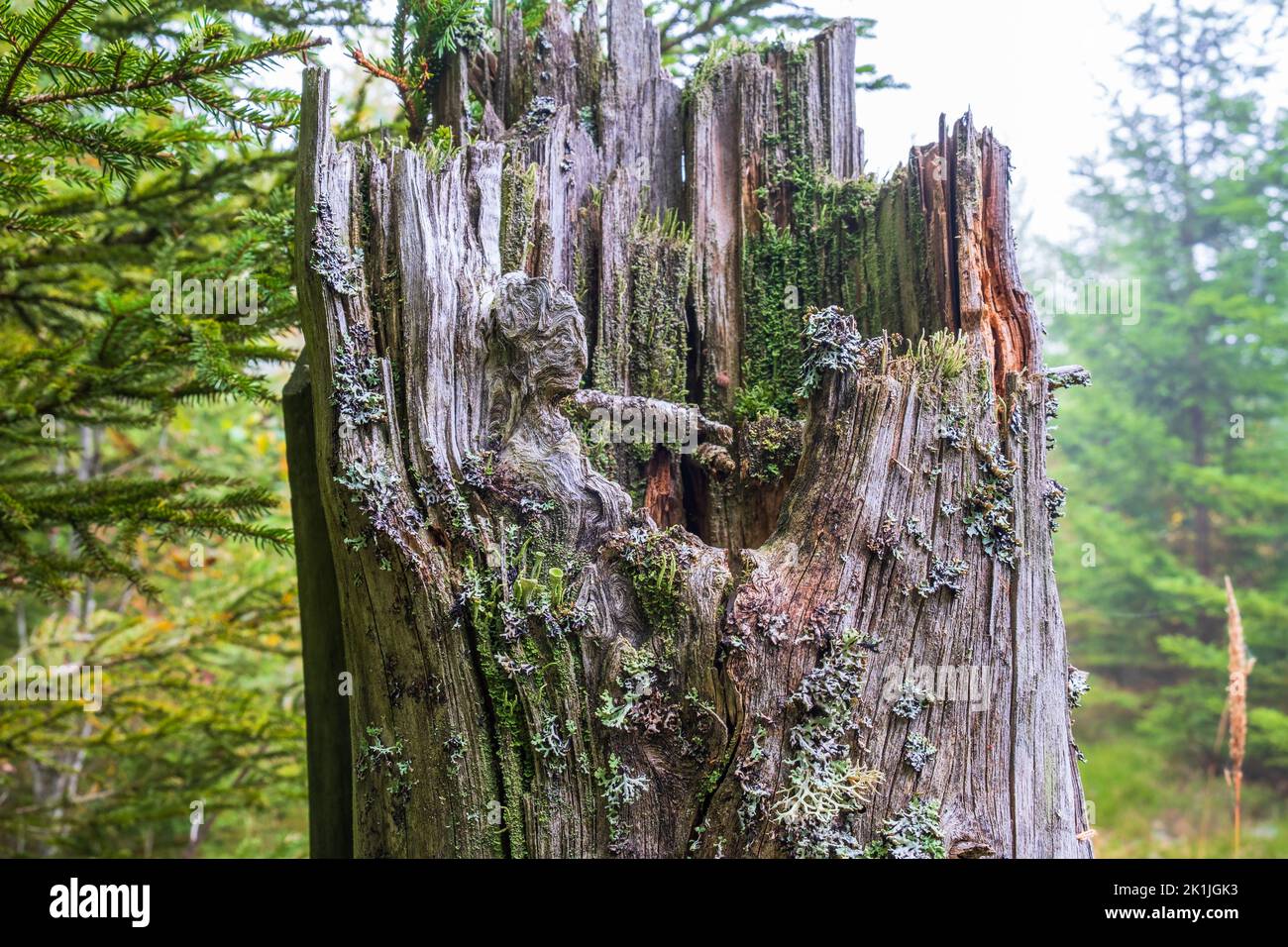 Tree stump with lichens and cracks in the forest Stock Photo