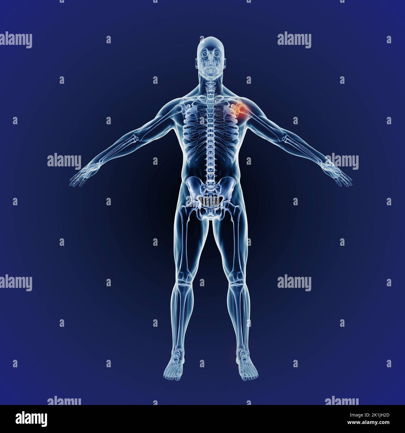 Inflammation can strike anywhere. A full length cgi representation of the human body indicating the skeletal structure. Stock Photo