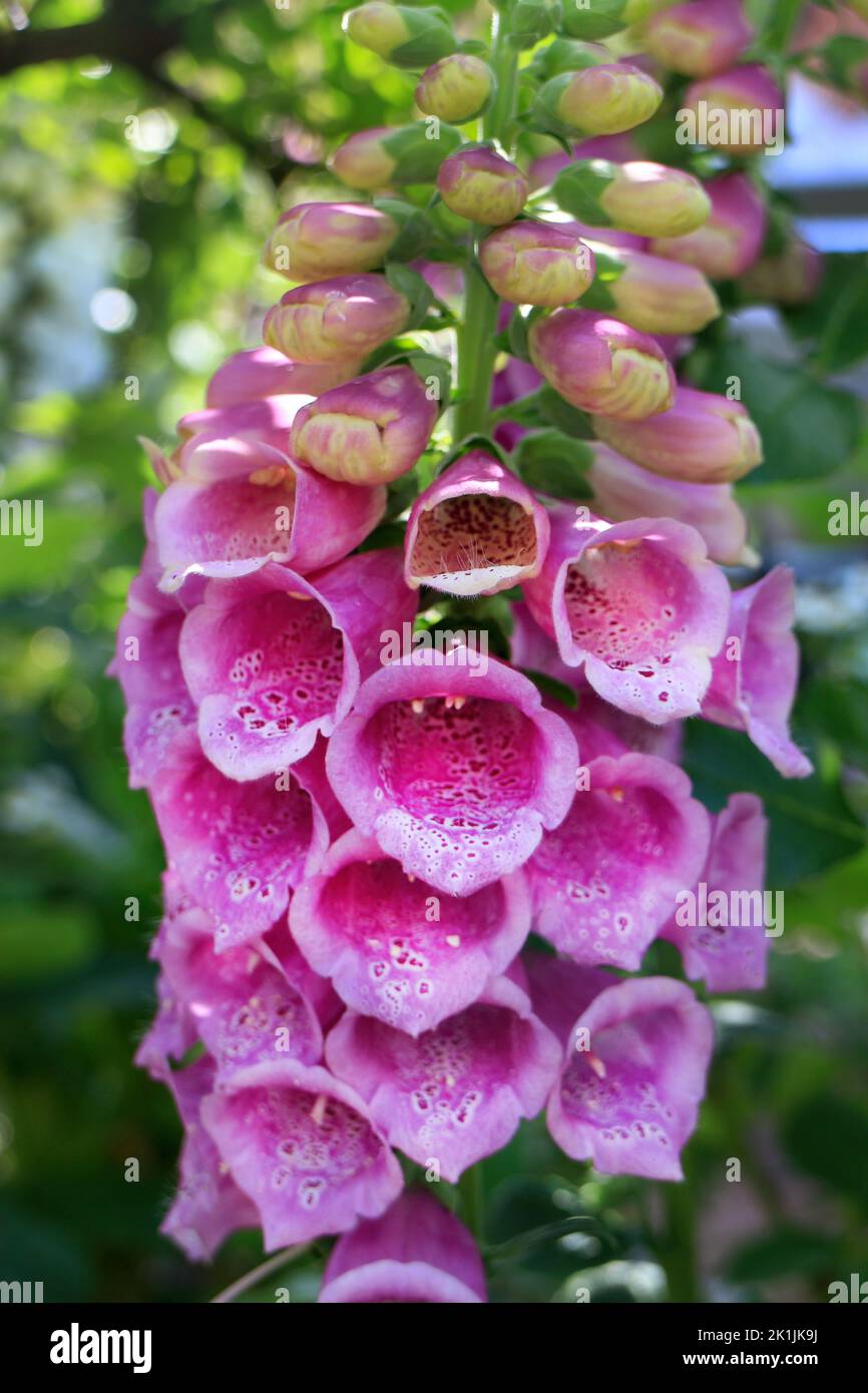 Common pink foxglove flower bloom (Digitalis purpurea) in the garden Stock Photo