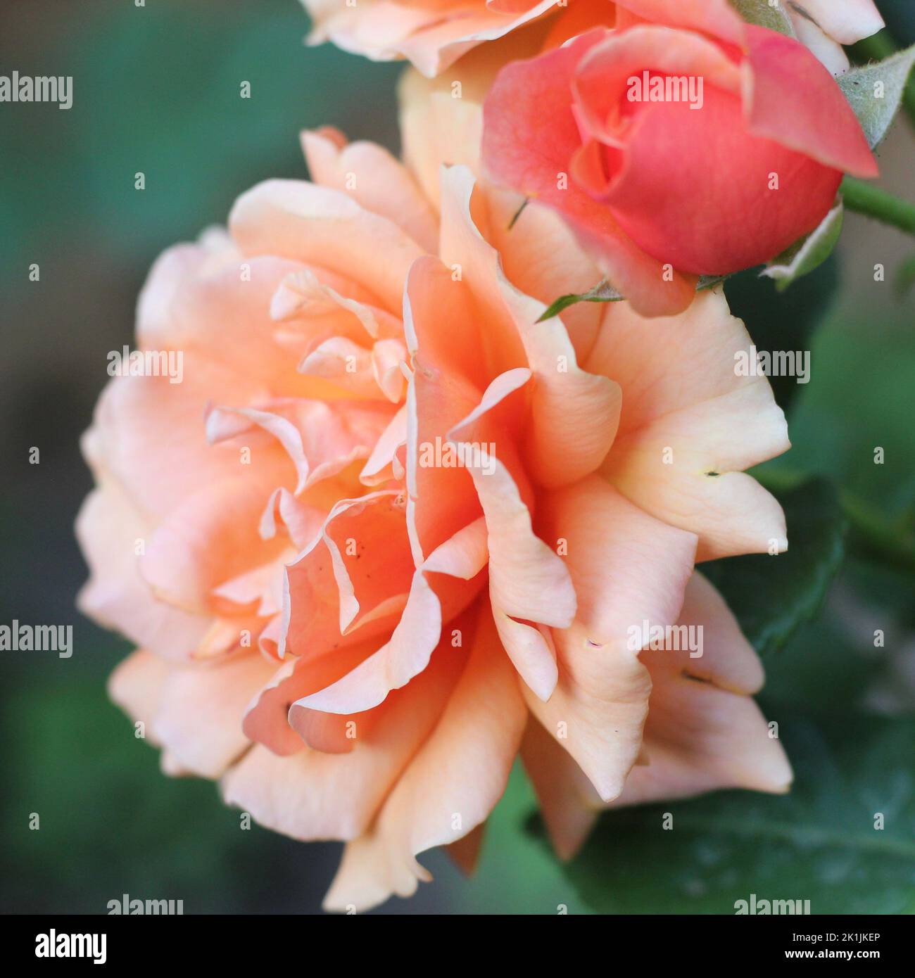 A closeup of pink roses growing in a garden Stock Photo - Alamy