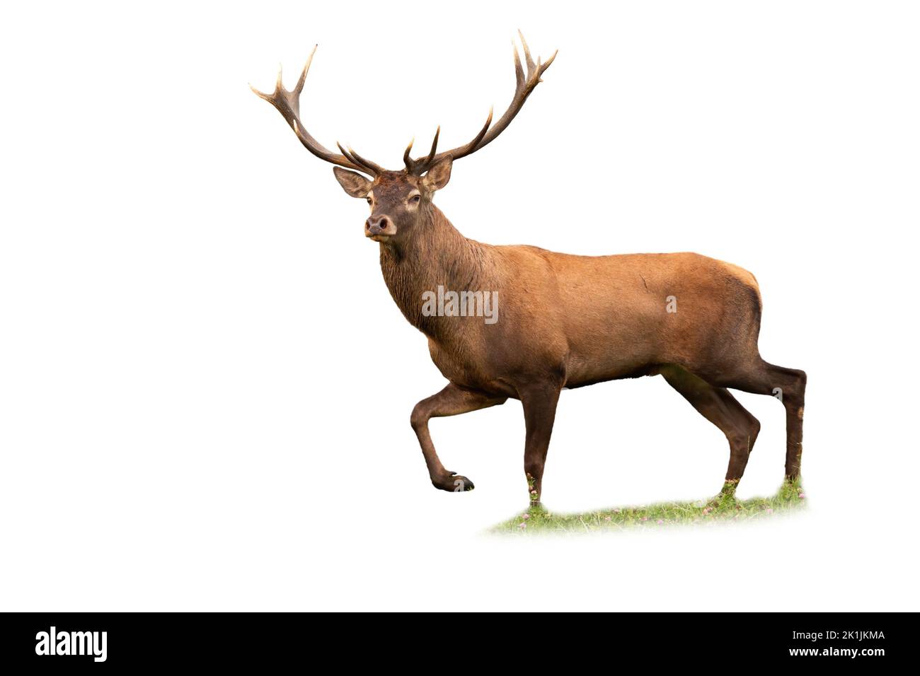 Red deer stag walking on a meadow isolated on white background Stock Photo
