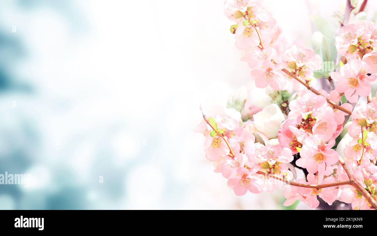 Horizontal banner with Japanese Quince flowers (Chaenomeles japonica) of pink color on sunny backdrop. Beautiful nature spring background with a branc Stock Photo