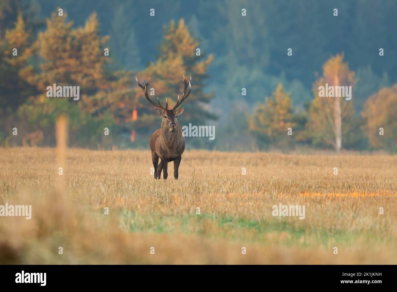 Red deer standing on a stubble field early in the morning and looking around with copy space. Stock Photo