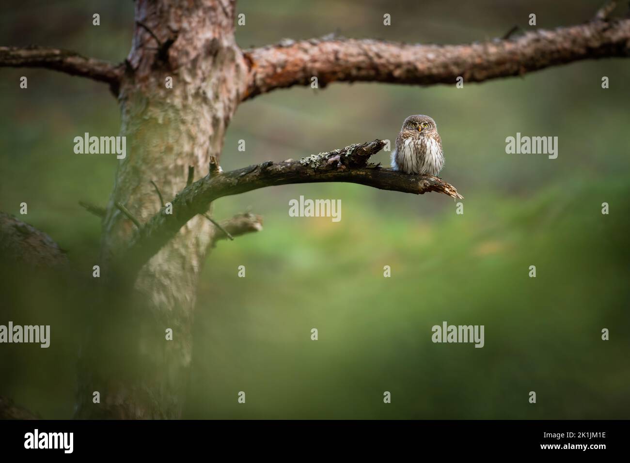 Eurasian pygmy owl sitting on branch in pine forest with copy space. Stock Photo