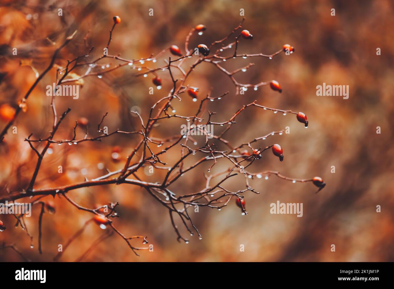 Rose Hip Background Stock Photo - Alamy