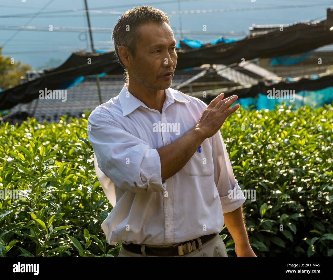 Kiyomi Uchino in the tea fields at his farm. Depending on the weather, he pulls nets over the tea plants. This allows him to influence the aroma of his harvest. Less sunlight means less bitterness and astringency. Shizuoka, Japan Stock Photo