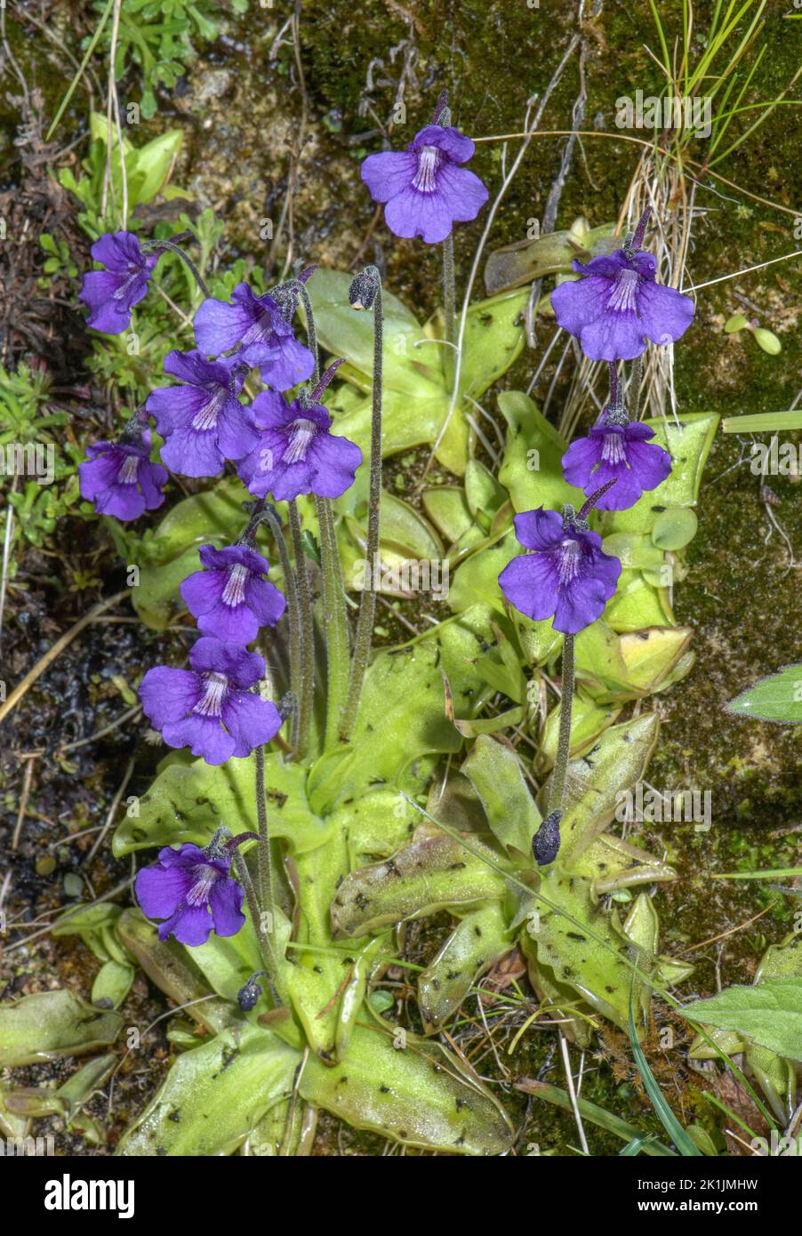 Largeflowered butterwort, Pinguicula grandiflora, in flower on damp
