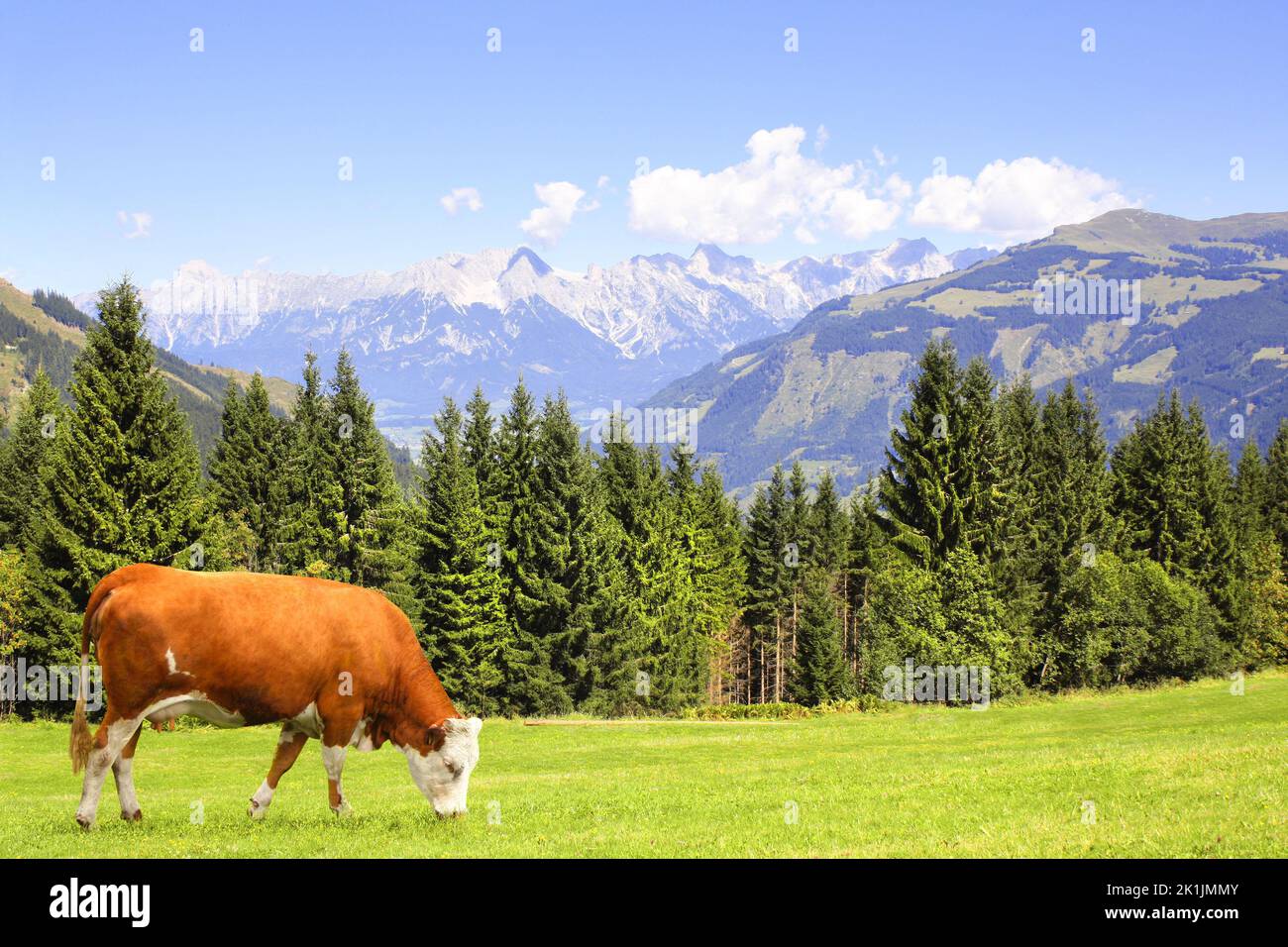 Cow grazing in a mountain meadow in Alps mountains, Tirol, Austria. View of idyllic mountain scenery in Alps with green grass and red cow on sunny day Stock Photo