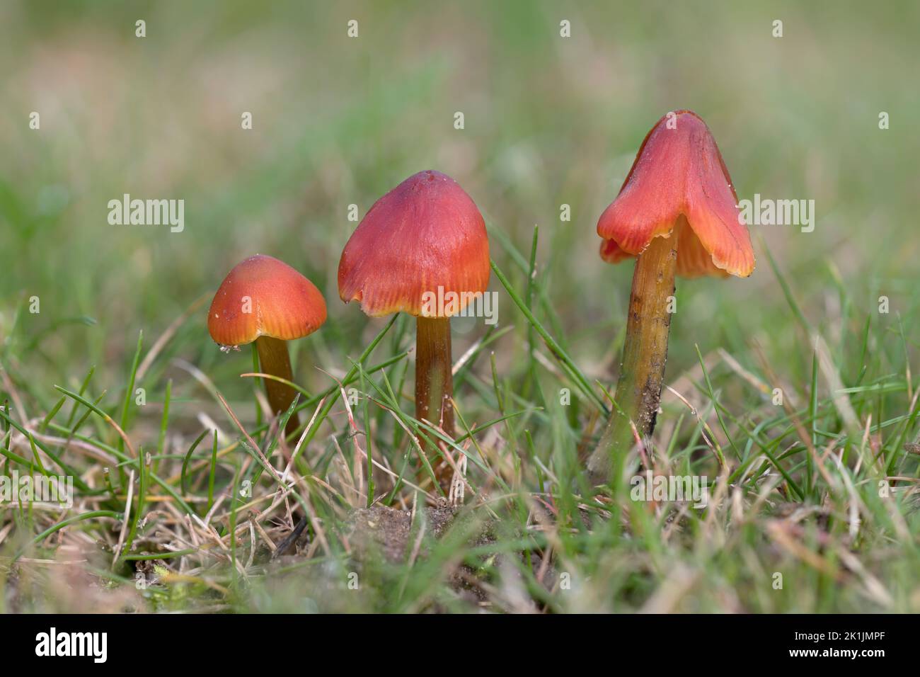 Blackening Waxcap, Hygrocybe nigrescens Norfolk, October Stock Photo